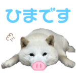 北海道犬くまの日常４