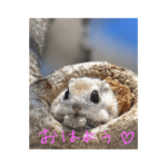 エゾモモンガだよ♡