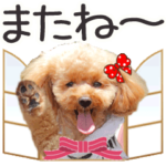 動くトイプーらっちゃんのよく使う言葉編1