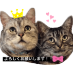 保護猫カフェ「森のねこ舎」