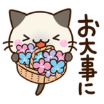 ちびシャム☆春