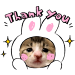 ねこたま庵　2020保護猫