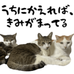 teamねこのてシェルターの仲間たち 敬語Ver