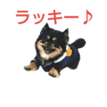 おひなさまと愉快な仲間達