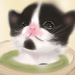 子猫の春太郎の毎日