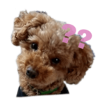 トイプードルのアラン♂