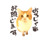 もちねこおちゃまるスタンプ