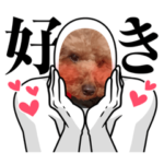 トイプードルYの日常4