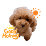 トイプードル♡ふぅちゃんスタンプ♡