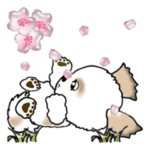 シーズー犬の春