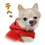 チワワのリアルな私生活