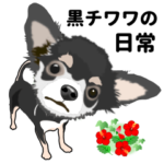 黒チワワの日常