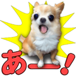 リアルなチワワ９５％ちょっとデカ文字