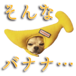 チワワの銀さん2