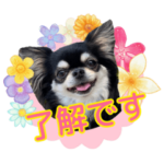 黒チワワの日常3