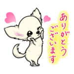 可愛いチワワの子犬