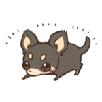 ふんわりチワワ。