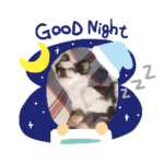 可愛いチワワのアンジュ④