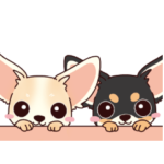 いやしの日常 ブラック&クリーム チワワ編2