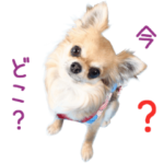 リアルDOG チワワのあんず