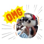 可愛いチワワのアンジュ③