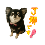 黒チワワの日常①