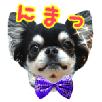 黒チワワの日常②