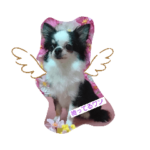 可愛いチワワのアンジュ①