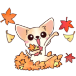 いやしの日常 チワワ（クリーム）編２