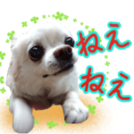 チワワのラッキー＊日常会話④