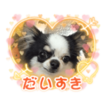 可愛いチワワのアンジュ②