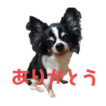 チワワのくぅ君