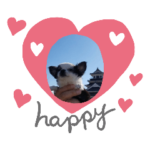 可愛いチワワのアンジュ⑤