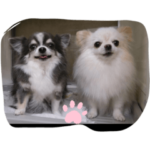 noelaqua 可愛いチワワ