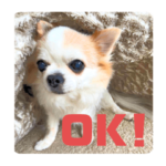 チワワの来夢ちゃん