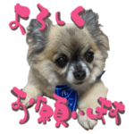 チワワのチョコちゃんのぐーたらライフ