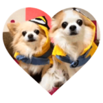 チワワの銀ちゃんと来夢ちゃんスタンプ