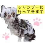 もじゃもじゃチワワ