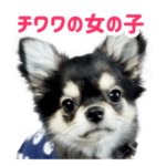 チワワの可愛い女の子