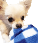 ◇◆ チワワの写真スタンプだよ ◆◇