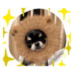 チワワのつむぎさん