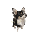 チワワ部ちくわぶ