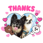 我が家のチワワがいっぱい♪