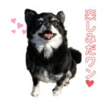 チワワの使えるスタ2