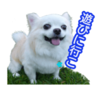 チワワのラッキー＊日常会話②