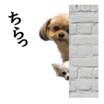 チワワとチワシーと兄貴のスタンプ