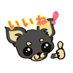黒チワワのイラスト