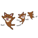 チワワのまろちゃんの日常生活①