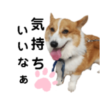コーギーとチワワの自己満スタンプ