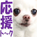 チワワの写真♡ほっこり応援☆大きめ文字